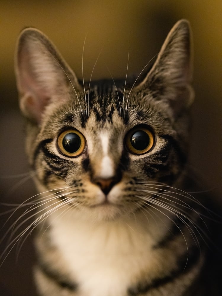 mainImg
